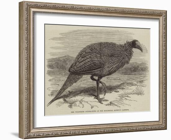 The Vulturine Guinea-Fowl in the Zoological Society's Gardens-Thomas W. Wood-Framed Giclee Print
