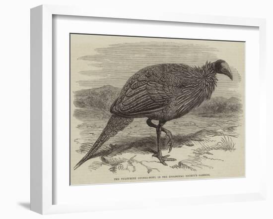 The Vulturine Guinea-Fowl in the Zoological Society's Gardens-Thomas W. Wood-Framed Giclee Print
