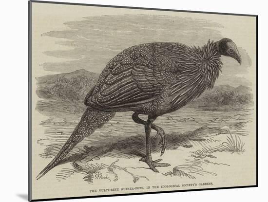 The Vulturine Guinea-Fowl in the Zoological Society's Gardens-Thomas W. Wood-Mounted Giclee Print