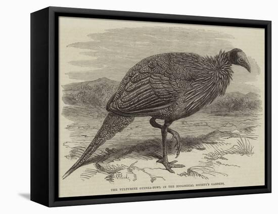 The Vulturine Guinea-Fowl in the Zoological Society's Gardens-Thomas W. Wood-Framed Premier Image Canvas