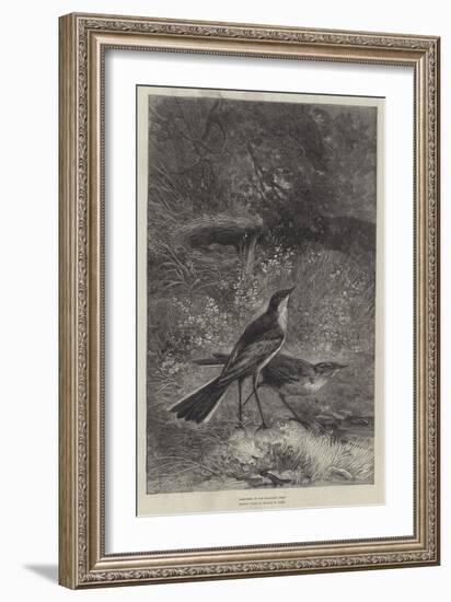 The Wagtail-null-Framed Giclee Print