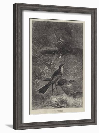 The Wagtail-null-Framed Giclee Print