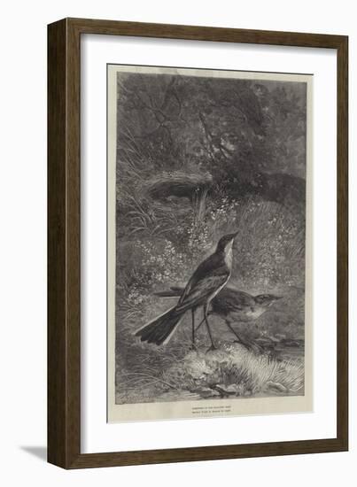 The Wagtail-null-Framed Giclee Print