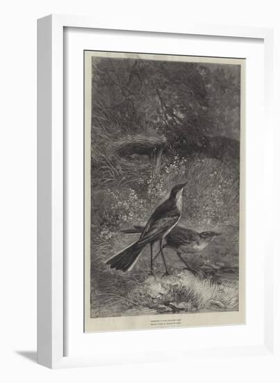 The Wagtail-null-Framed Giclee Print
