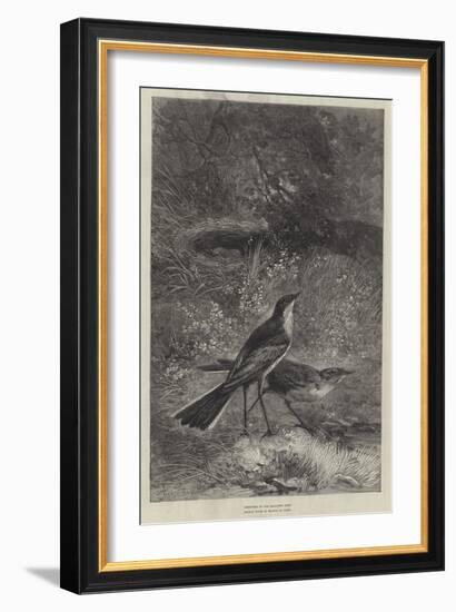 The Wagtail-null-Framed Giclee Print