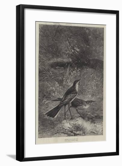 The Wagtail-null-Framed Giclee Print