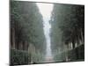 The Walk in the Boboli Gardens Know as the "Viottolone"-null-Mounted Photographic Print