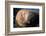 The Walrus Freya Resting in Hvide Sande-Filip Jensen-Framed Photographic Print