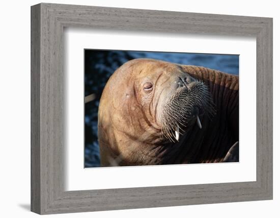 The Walrus Freya Resting in Hvide Sande-Filip Jensen-Framed Photographic Print