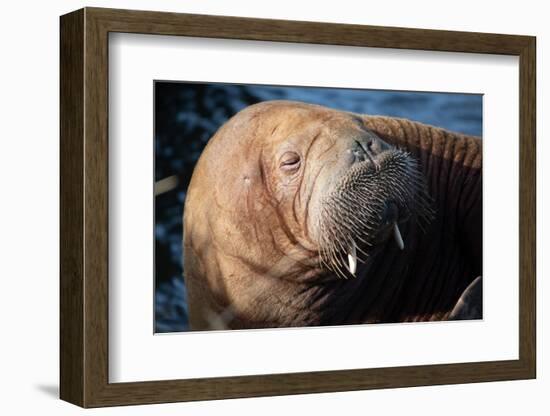 The Walrus Freya Resting in Hvide Sande-Filip Jensen-Framed Photographic Print