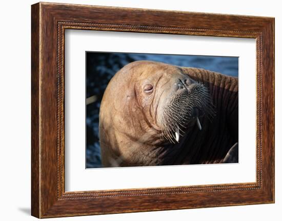 The Walrus Freya Resting in Hvide Sande-Filip Jensen-Framed Photographic Print