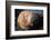 The Walrus Freya Resting in Hvide Sande-Filip Jensen-Framed Photographic Print