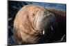 The Walrus Freya Resting in Hvide Sande-Filip Jensen-Mounted Photographic Print