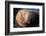 The Walrus Freya Resting in Hvide Sande-Filip Jensen-Framed Photographic Print