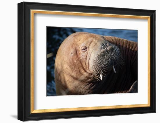 The Walrus Freya Resting in Hvide Sande-Filip Jensen-Framed Photographic Print