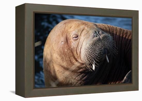 The Walrus Freya Resting in Hvide Sande-Filip Jensen-Framed Premier Image Canvas