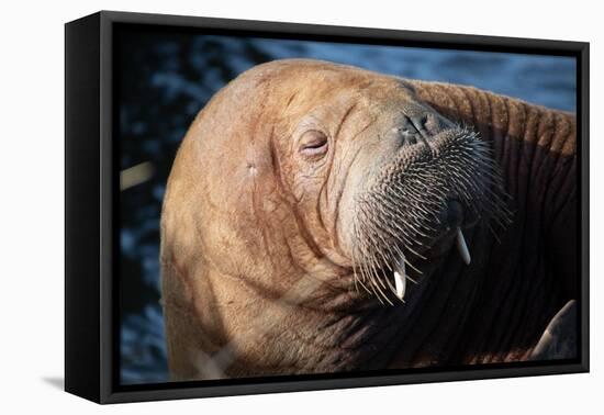 The Walrus Freya Resting in Hvide Sande-Filip Jensen-Framed Premier Image Canvas