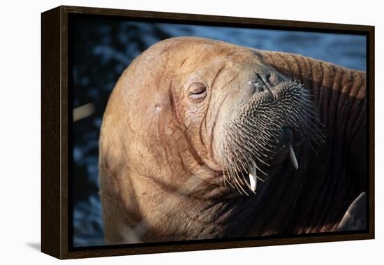 The Walrus Freya Resting in Hvide Sande-Filip Jensen-Framed Premier Image Canvas