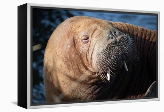 The Walrus Freya Resting in Hvide Sande-Filip Jensen-Framed Premier Image Canvas