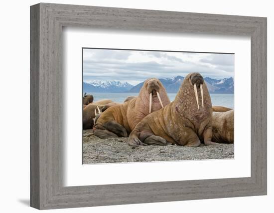 The Walrus is a Marine Mammal, the Only Modern Species of the Walrus Family, Traditionally Attribut-Mikhail Cheremkin-Framed Photographic Print