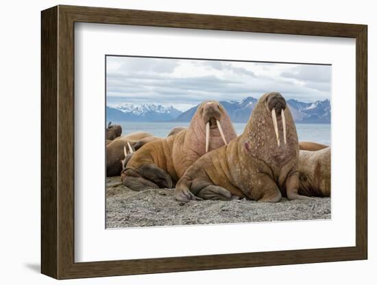 The Walrus is a Marine Mammal, the Only Modern Species of the Walrus Family, Traditionally Attribut-Mikhail Cheremkin-Framed Photographic Print