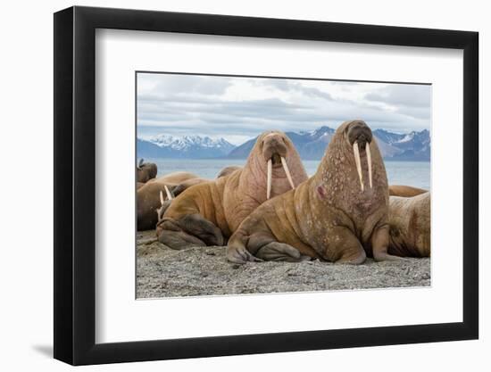 The Walrus is a Marine Mammal, the Only Modern Species of the Walrus Family, Traditionally Attribut-Mikhail Cheremkin-Framed Photographic Print