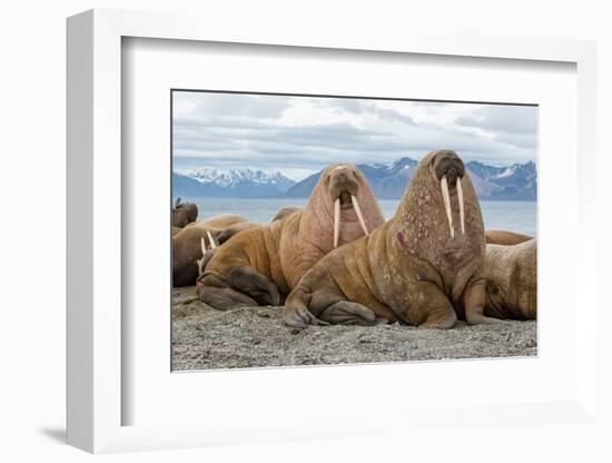 The Walrus is a Marine Mammal, the Only Modern Species of the Walrus Family, Traditionally Attribut-Mikhail Cheremkin-Framed Photographic Print