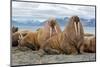 The Walrus is a Marine Mammal, the Only Modern Species of the Walrus Family, Traditionally Attribut-Mikhail Cheremkin-Mounted Photographic Print