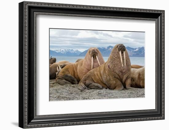 The Walrus is a Marine Mammal, the Only Modern Species of the Walrus Family, Traditionally Attribut-Mikhail Cheremkin-Framed Photographic Print