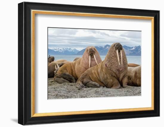 The Walrus is a Marine Mammal, the Only Modern Species of the Walrus Family, Traditionally Attribut-Mikhail Cheremkin-Framed Photographic Print