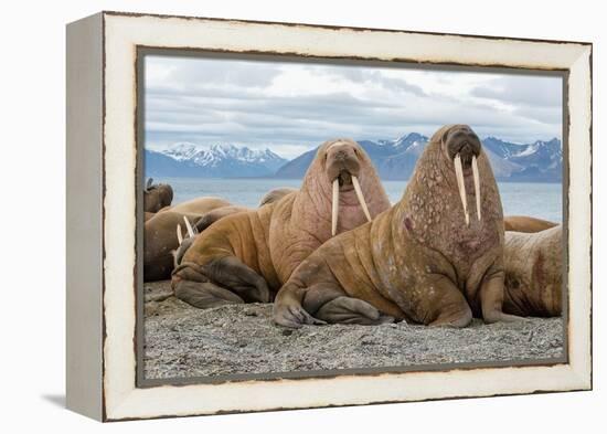 The Walrus is a Marine Mammal, the Only Modern Species of the Walrus Family, Traditionally Attribut-Mikhail Cheremkin-Framed Premier Image Canvas