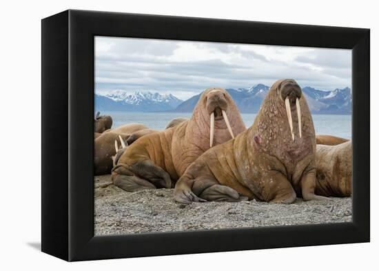 The Walrus is a Marine Mammal, the Only Modern Species of the Walrus Family, Traditionally Attribut-Mikhail Cheremkin-Framed Premier Image Canvas