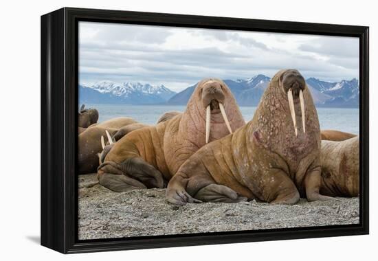 The Walrus is a Marine Mammal, the Only Modern Species of the Walrus Family, Traditionally Attribut-Mikhail Cheremkin-Framed Premier Image Canvas