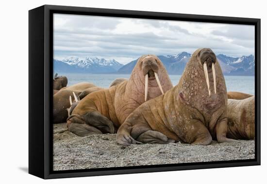 The Walrus is a Marine Mammal, the Only Modern Species of the Walrus Family, Traditionally Attribut-Mikhail Cheremkin-Framed Premier Image Canvas