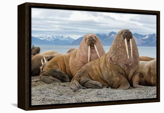 The Walrus is a Marine Mammal, the Only Modern Species of the Walrus Family, Traditionally Attribut-Mikhail Cheremkin-Framed Premier Image Canvas