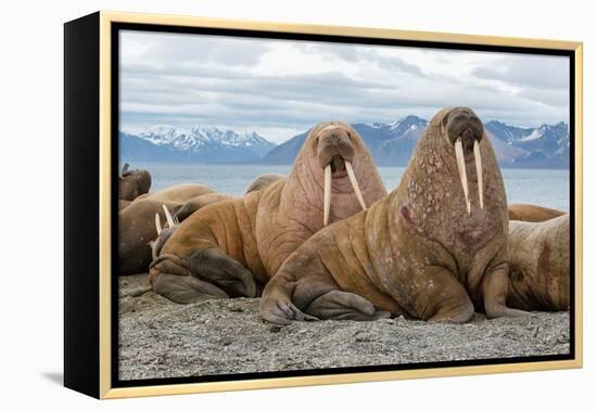 The Walrus is a Marine Mammal, the Only Modern Species of the Walrus Family, Traditionally Attribut-Mikhail Cheremkin-Framed Premier Image Canvas