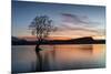 The Wanaka Tree with dramatic sky at sunrise, Lake Wanaka, Otago, South Island, New Zealand-Ed Rhodes-Mounted Photographic Print