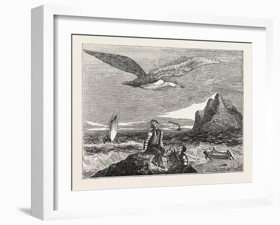 The Wandering Albatross-null-Framed Giclee Print