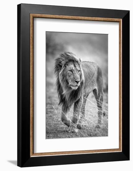 The wary champion-Jeffrey C. Sink-Framed Photographic Print