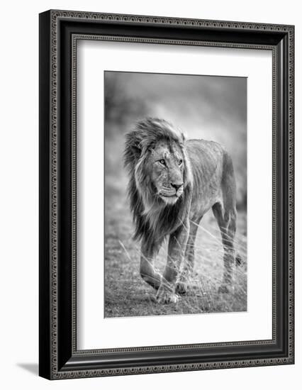 The wary champion-Jeffrey C. Sink-Framed Photographic Print