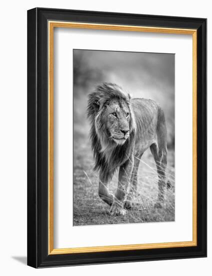 The wary champion-Jeffrey C. Sink-Framed Photographic Print