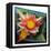 The Water Lily, C.1924 (Oil on Glass)-Joseph Stella-Framed Premier Image Canvas