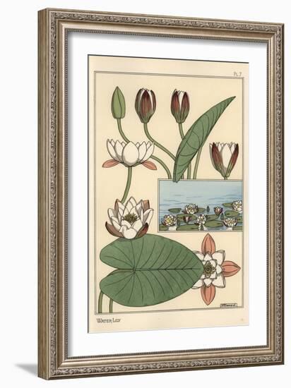 The Water Lily, Nelumbo Lutea, and Flower Parts, 1897 (Lithograph)-Eugene Grasset-Framed Giclee Print