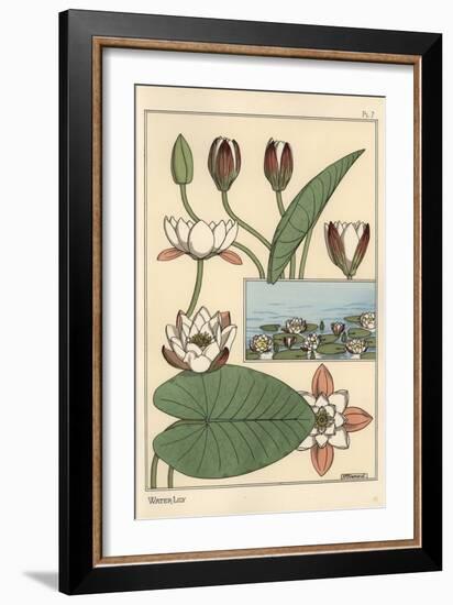 The Water Lily, Nelumbo Lutea, and Flower Parts, 1897 (Lithograph)-Eugene Grasset-Framed Giclee Print