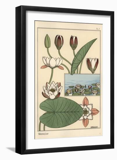 The Water Lily, Nelumbo Lutea, and Flower Parts, 1897 (Lithograph)-Eugene Grasset-Framed Giclee Print