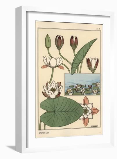 The Water Lily, Nelumbo Lutea, and Flower Parts, 1897 (Lithograph)-Eugene Grasset-Framed Giclee Print