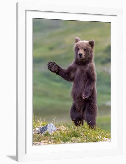 The Welcome Committee (Brown Bear Cub)-Art Wolfe-Framed Giclee Print