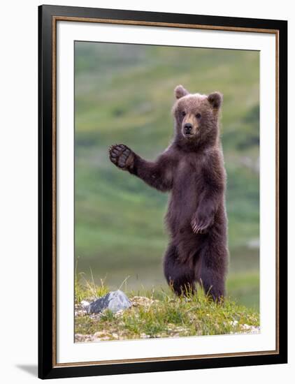 The Welcome Committee (Brown Bear Cub)-Art Wolfe-Framed Giclee Print