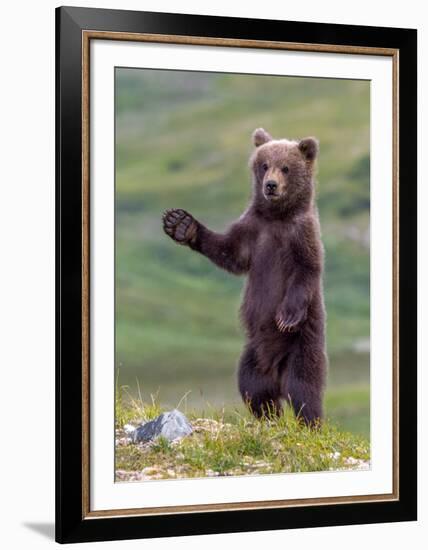 The Welcome Committee (Brown Bear Cub)-Art Wolfe-Framed Giclee Print