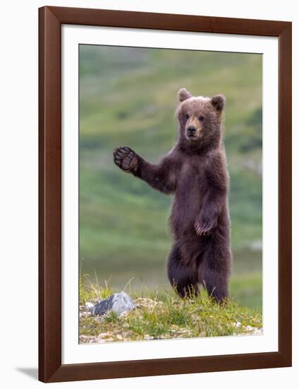 The Welcome Committee (Brown Bear Cub)-Art Wolfe-Framed Giclee Print